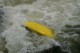 Thumbs/tn_Img_2426.jpg