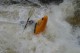 Thumbs/tn_Img_1693.jpg