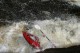 Thumbs/tn_Img_2273.jpg