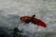 Thumbs/tn_Img_0951.jpg