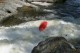 Thumbs/tn_Img_0996.jpg