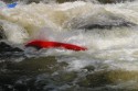 Thumbs/tn_Img_1701.jpg