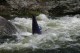 Thumbs/tn_Img_7854.jpg