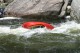 Thumbs/tn_Img_7872.jpg