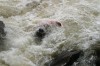 Thumbs/tn_Img_5806.jpg