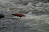 Thumbs/tn_Img_3530.jpg