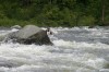 Thumbs/tn_Img_9501.jpg