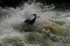 Thumbs/tn_Img_7245.jpg