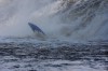 Thumbs/tn_Img_0265.jpg