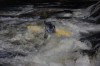 Thumbs/tn_Img_3781.jpg