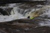 Thumbs/tn_Img_3884.jpg