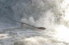 Thumbs/tn_Img_0613.jpg
