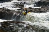 Thumbs/tn_Img_0721.jpg