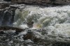 Thumbs/tn_Img_0737.jpg