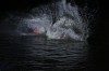 Thumbs/tn_Img_0658.jpg