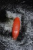 Thumbs/tn_Img_0687t.jpg