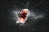 Thumbs/tn_Img_0890.jpg