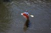 Thumbs/tn_Img_0931.jpg