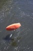 Thumbs/tn_Img_1005t.jpg