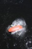 Thumbs/tn_Img_1006t.jpg
