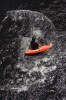 Thumbs/tn_Img_1010t.jpg