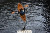 Thumbs/tn_Img_1468.jpg