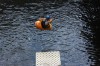 Thumbs/tn_Img_1498.jpg
