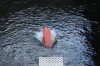 Thumbs/tn_Img_1667.jpg