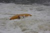 Thumbs/tn_Img_7033.jpg