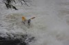 Thumbs/tn_Img_7332.jpg