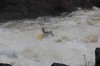 Thumbs/tn_Img_1915.jpg