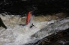 Thumbs/tn_Img_2268.jpg