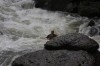 Thumbs/tn_Img_3986.jpg