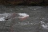 Thumbs/tn_Img_4150.jpg