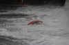 Thumbs/tn_Img_0337.jpg