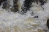 Thumbs/tn_Img_3616.jpg