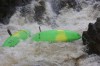 Thumbs/tn_Img_3982.jpg