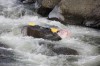 Thumbs/tn_Img_6954.jpg