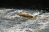Thumbs/tn_Img_5574.jpg